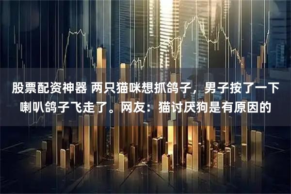 股票配资神器 两只猫咪想抓鸽子，男子按了一下喇叭鸽子飞走了。网友：猫讨厌狗是有原因的